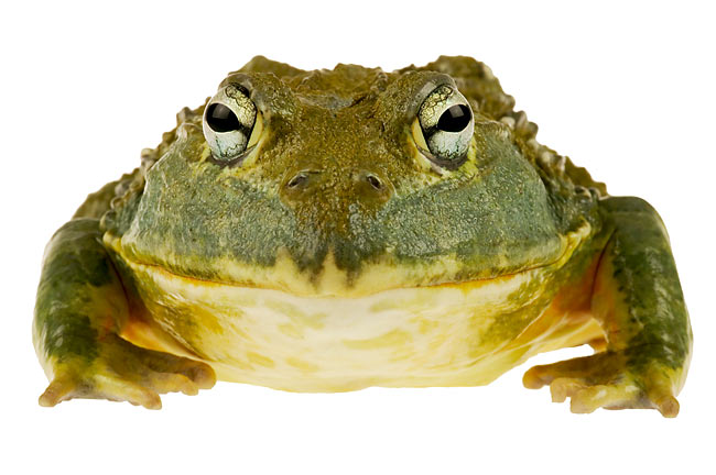 African Bull Frog