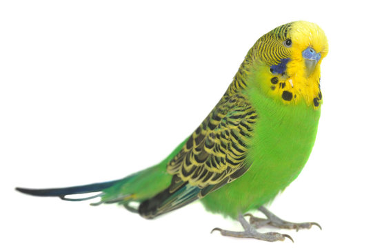 Parrot