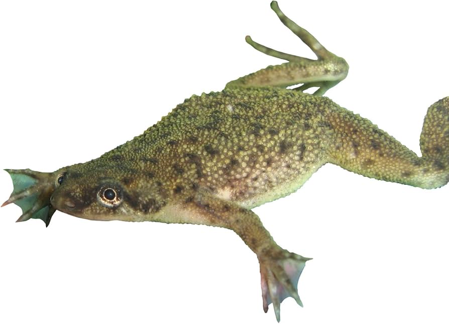 African Dwarf Frog
