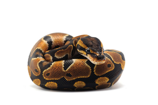 Corn Snake