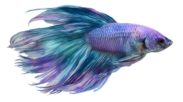 Betta Fish