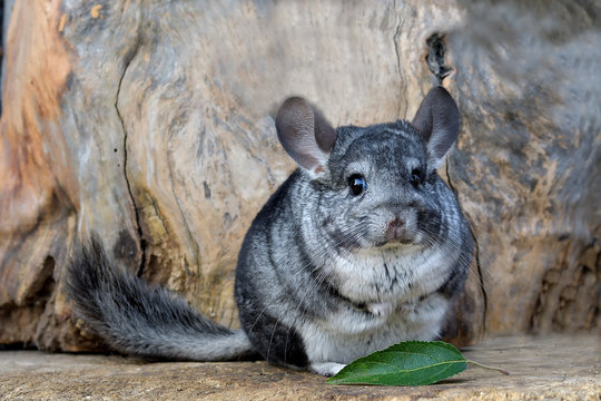 Habitat
