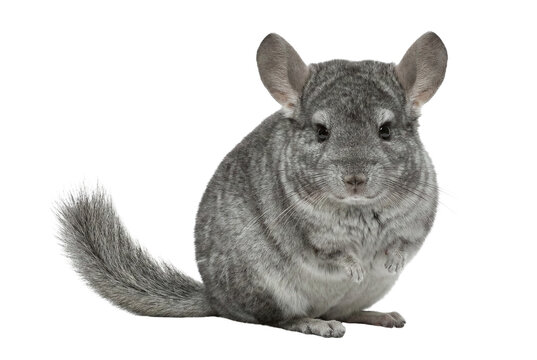 Chinchilla