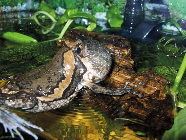 Habitat