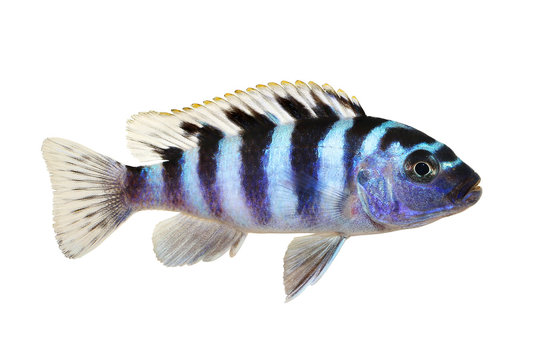 Betta Fish