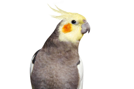 Cockatiels