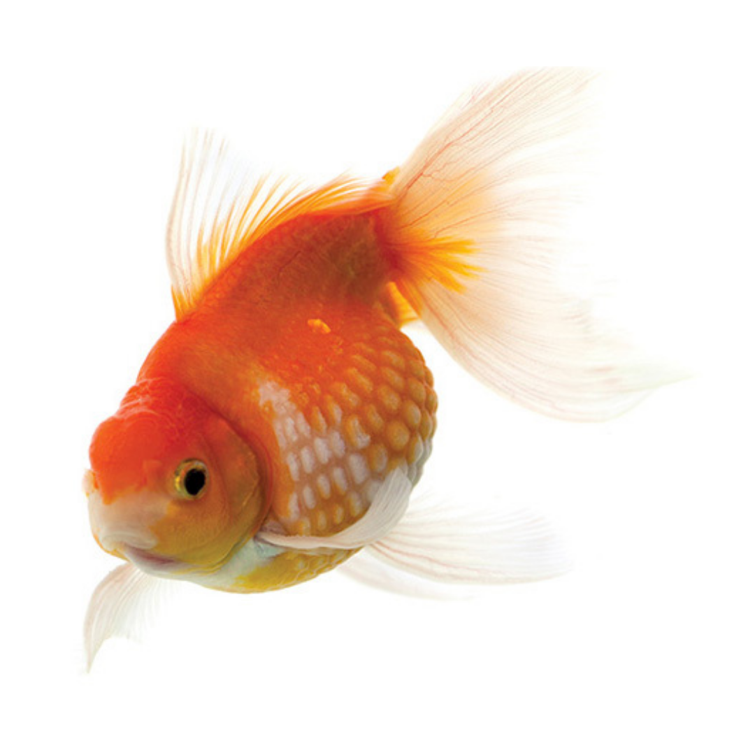 Cold Water Fish