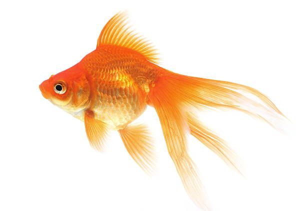 Goldfish