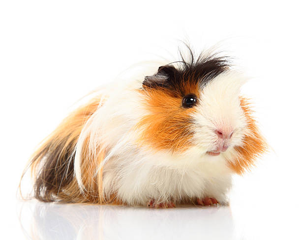 Guinea Pig