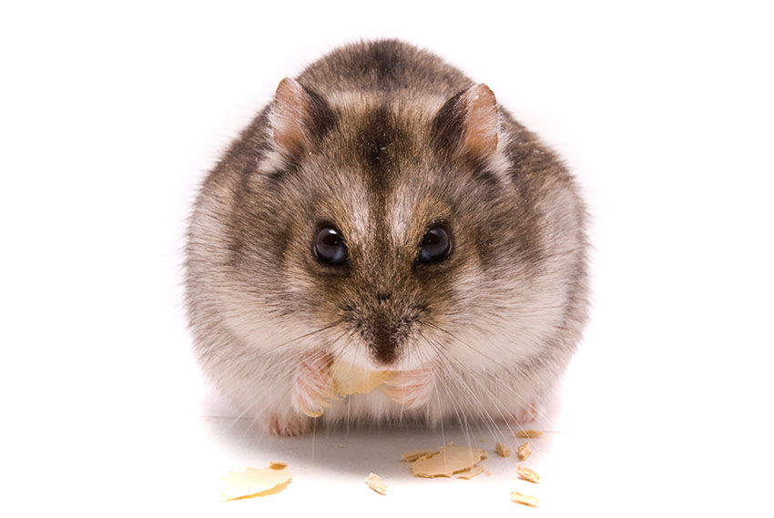 Hamster