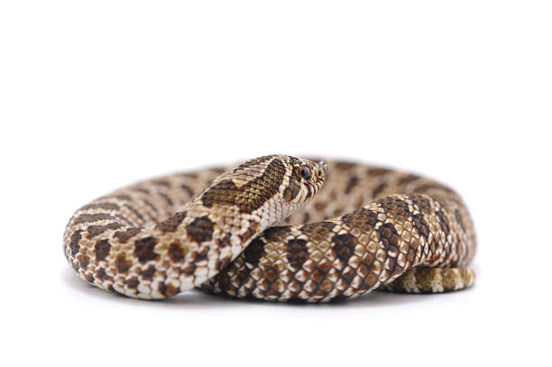 Corn Snake