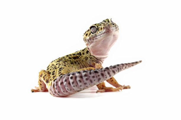 Leopard Gecko