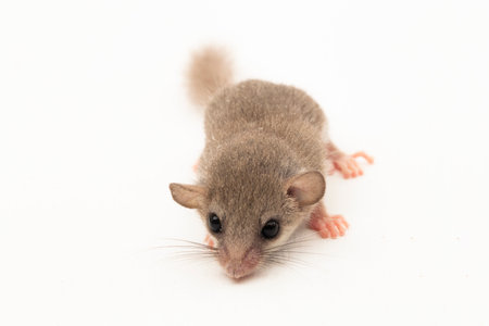 Micro Squirrel
