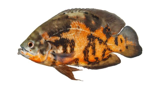 Oscar Fish