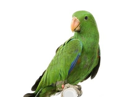 Parrot