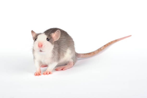 Rat