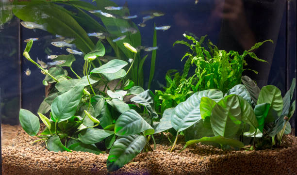 Habitat