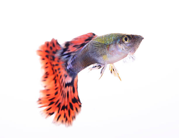 Betta Fish